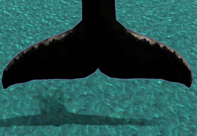 whale image